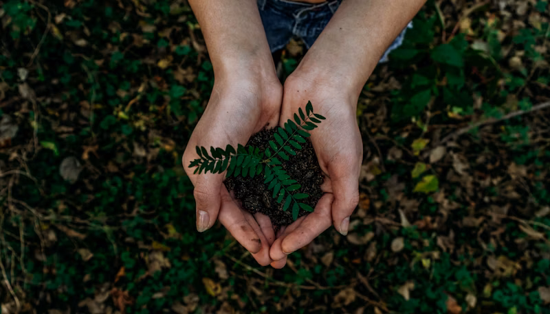 植树造林